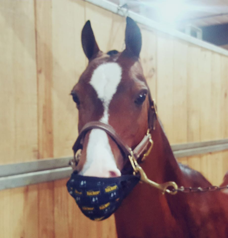 Show Info All American Horse Classic