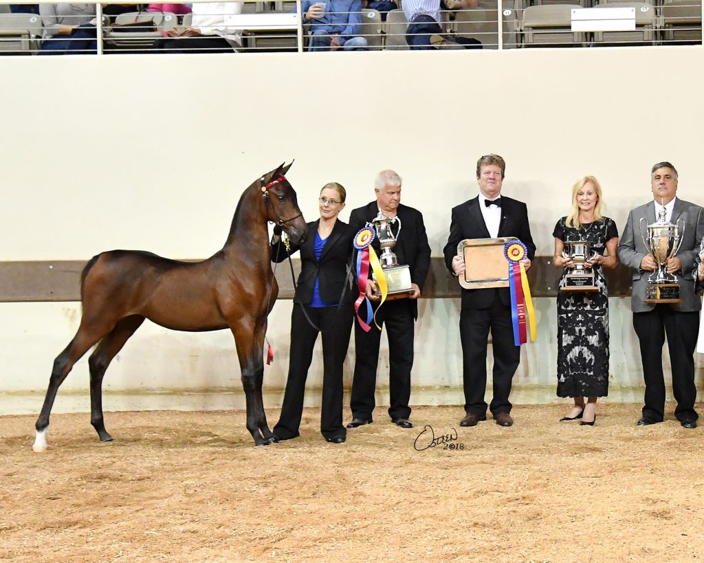 All American Cup All American Horse Classic